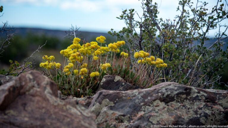 Yellow wildflower clusters grow among shrubs and boulders on the canyon rim.