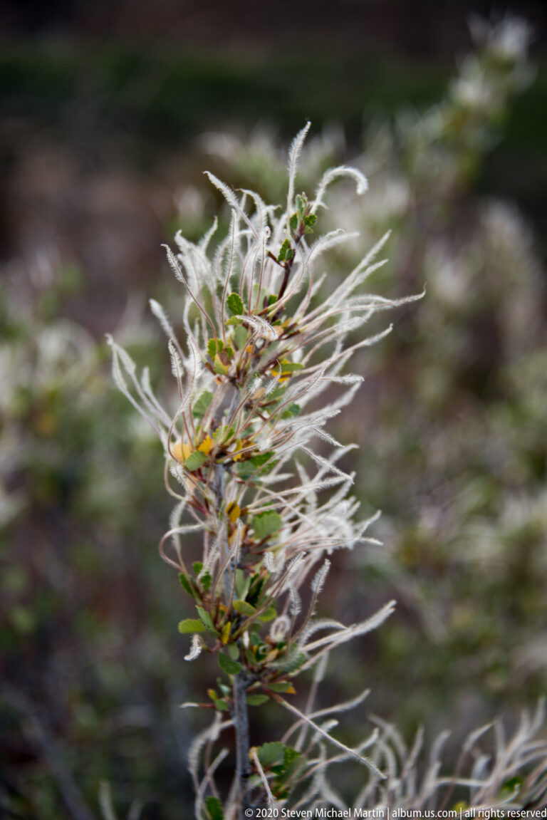 A slender plant with pale feathery seed heads stands against a blurred rocky background.