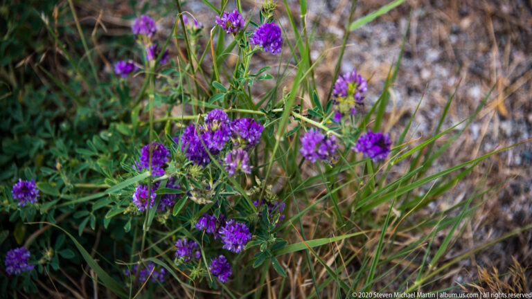 Purple flower clusters grow among green leaves and dry grasses on a rocky slope.
