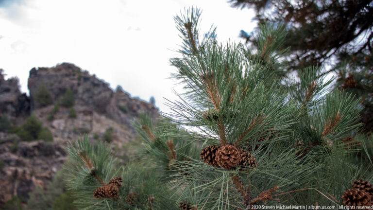 Long pine needles and brown cones fill the foreground against a blurred rocky hillside.