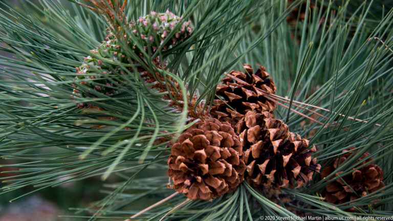 Several brown cones with overlapping woody scales cluster among long green pine needles.
