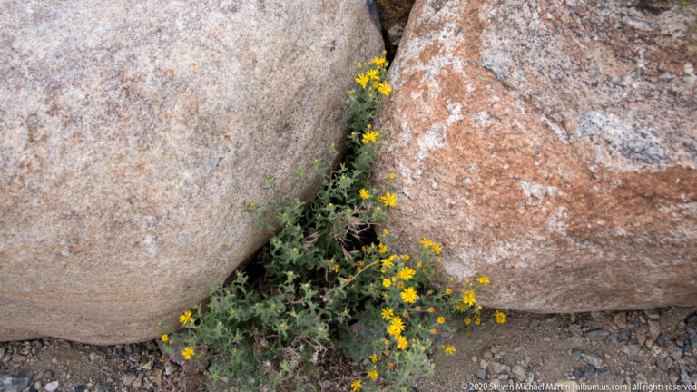 A narrow plant with yellow flowers grows from a crack between two pale boulders.