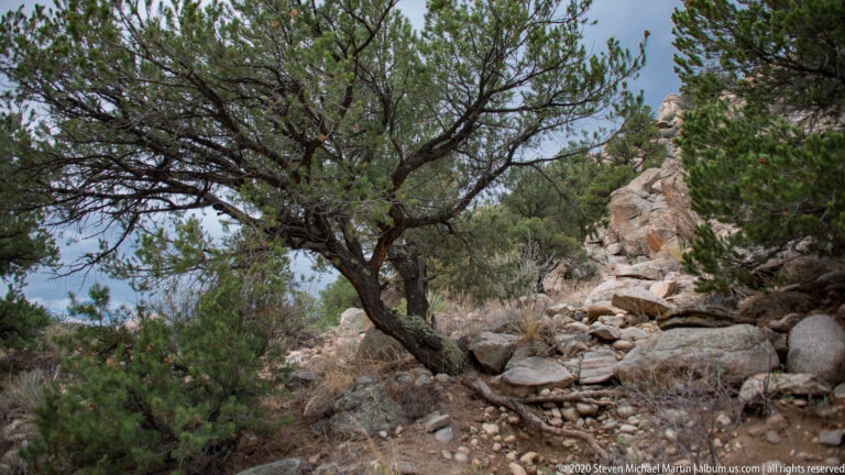 A low evergreen tree grows among angular rocks and smaller shrubs on a slope.