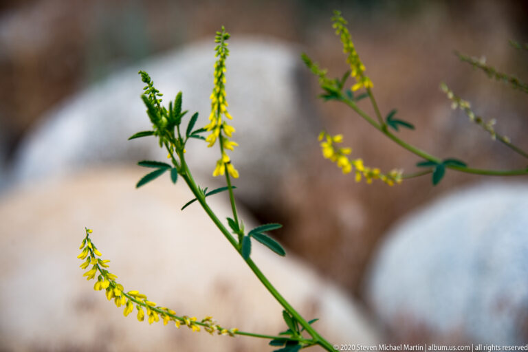 Slender stems with small yellow flower clusters rise against blurred pale rocks.