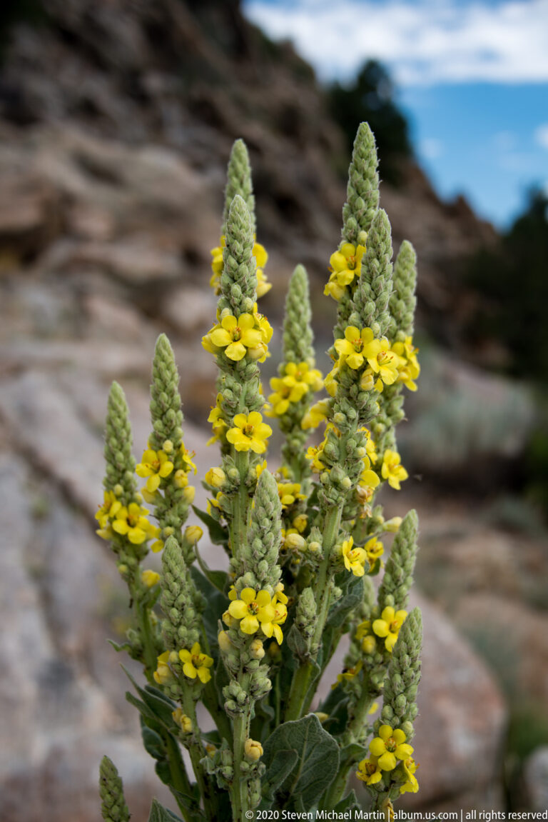 Several woolly flower spikes with yellow blossoms rise above broad mullein leaves.