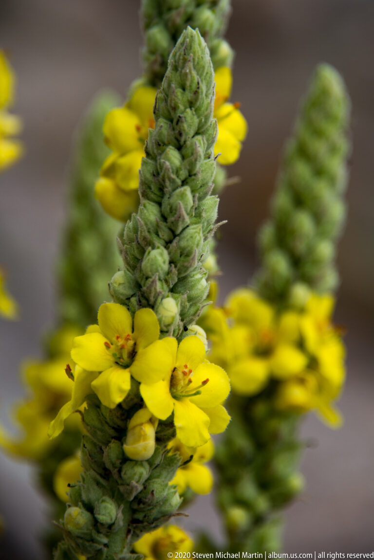 Bright yellow five-petaled flowers open along a dense woolly green spike in close view.
