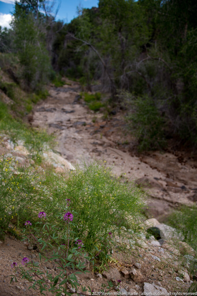 Purple wildflowers grow on a gravel bank beside a shallow stream bordered by dense green vegetation.