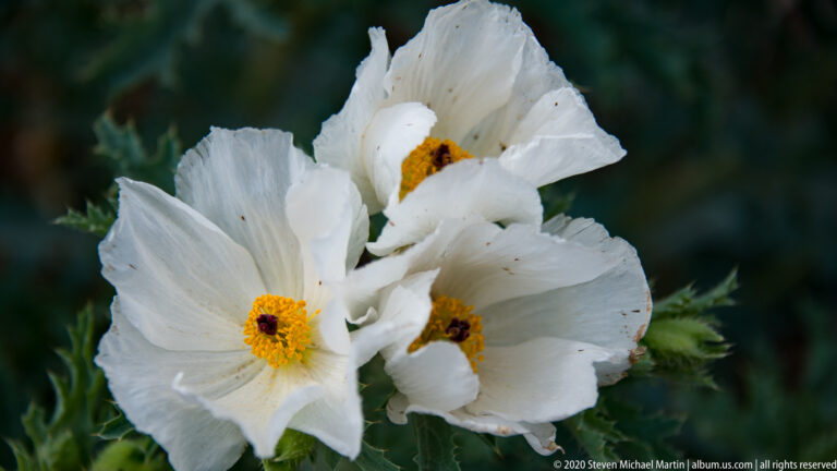 White blossoms with golden centers fill the frame against softly blurred green foliage.