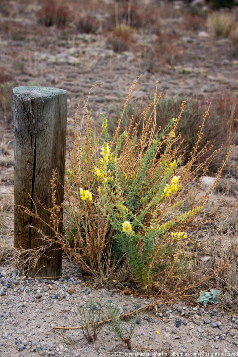 A cracked wooden post rises beside yellow wildflowers and dry grasses on a gravelly patch of ground.