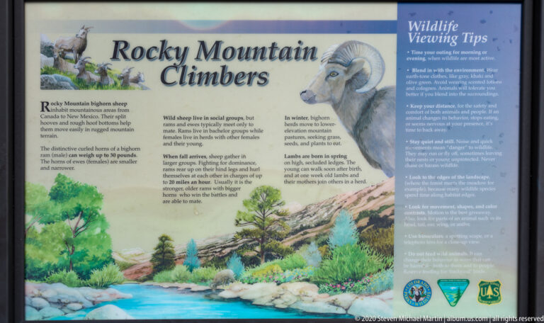 An interpretive panel about bighorn sheep features a painted ram, mountain landscape, species text, and wildlife-viewing tips.