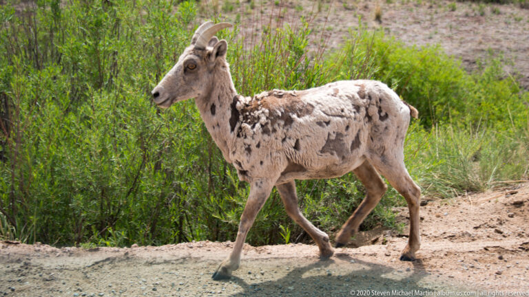 Light-coated bighorn sheep walks along a dirt path beside dense green shrubs.