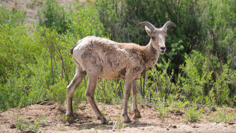 Bighorn sheep stands on a dirt path, looking toward the camera with curved horns visible.