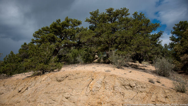 Pines and junipers grow on an exposed sandy rise beneath dark clouds.