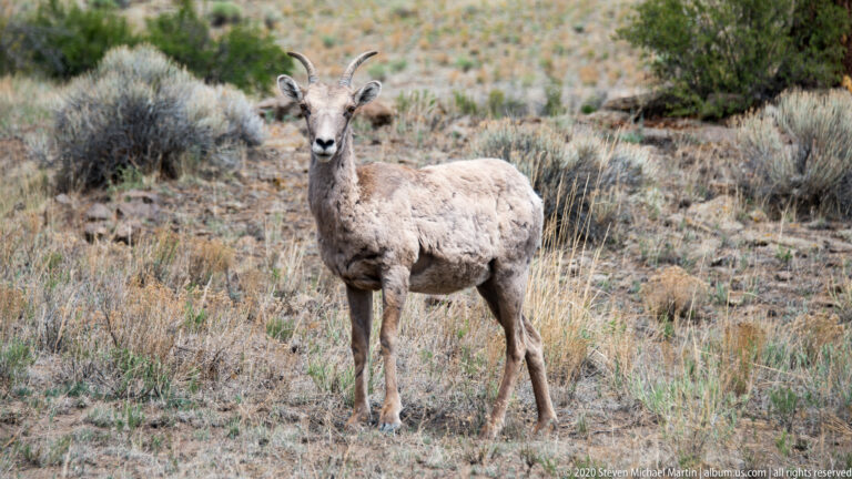 Bighorn sheep faces forward on a dry slope among low grasses and shrubs.