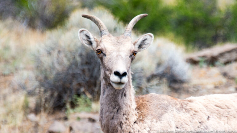 Close portrait of a bighorn sheep looking at the camera, with ridged horns and pale muzzle.