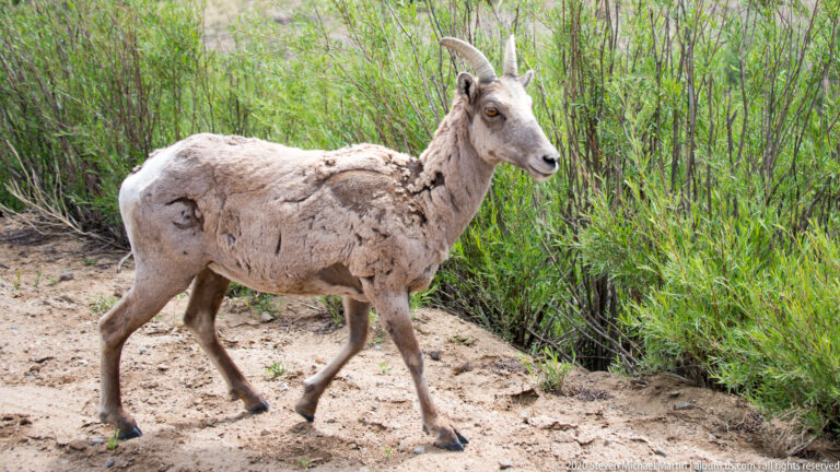 Bighorn sheep walks in profile along a sandy path beside tall green shrubs.