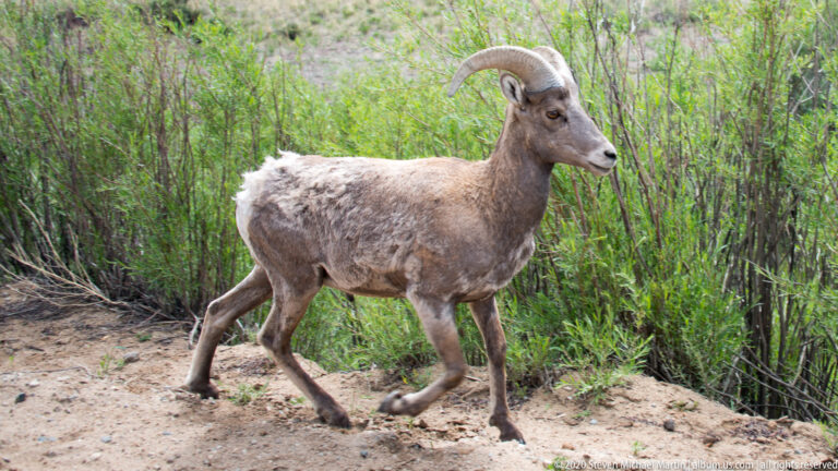 Bighorn sheep crosses a sandy trail with its head turned right and legs in stride.