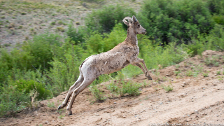 Bighorn sheep leaps uphill over a sandy bank with shrubs blurred behind it.