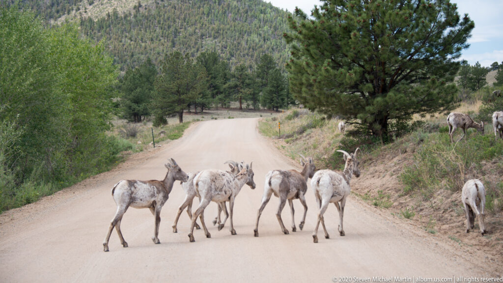 Several bighorn sheep cross a winding dirt road while others wait near the roadside brush.