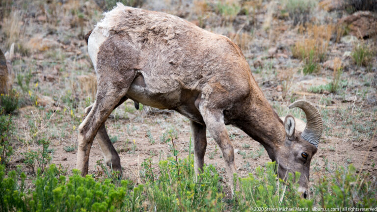 Bighorn sheep grazes with its head down among grasses and shrubs beside a trail.
