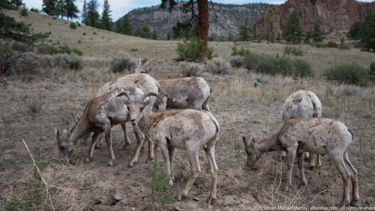 Several bighorn sheep graze together in a clearing beneath pines and rocky slopes.