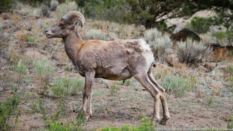 Adult bighorn sheep walks through low brush while another sheep grazes behind it.