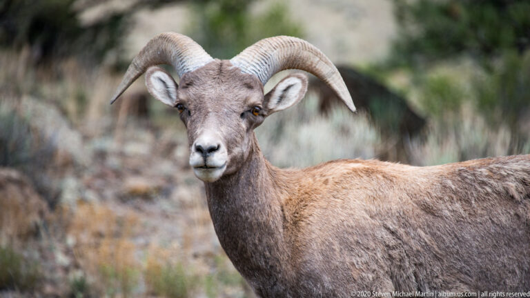 Front-facing bighorn ram with large curled horns against a softly blurred brush background.
