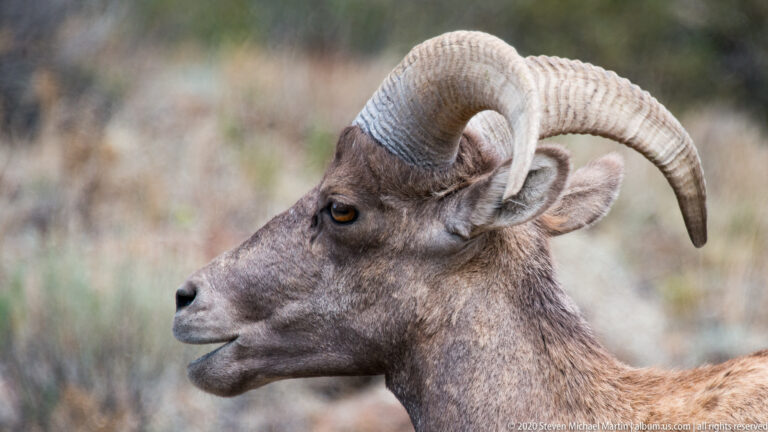 Profile close-up of a bighorn ram showing its eye, muzzle, and deeply ridged curled horn.