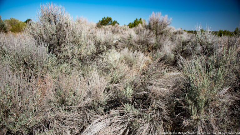 A large silvery shrub rises above dry grasses with scattered stones nearby.