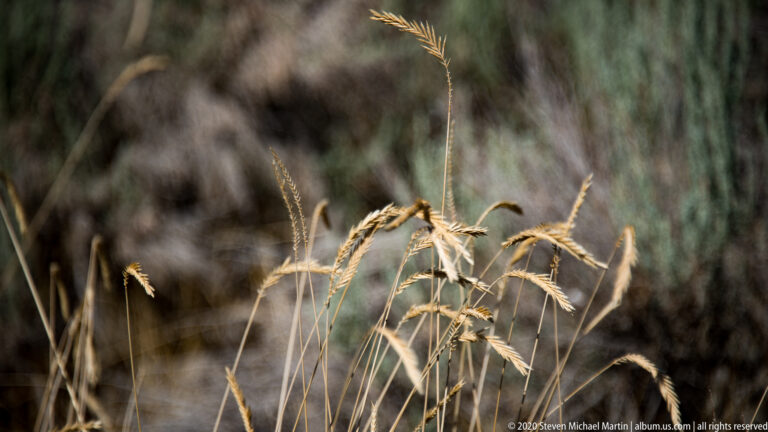 Golden grass seed heads stand in sharp focus against a softly blurred field of dry vegetation.
