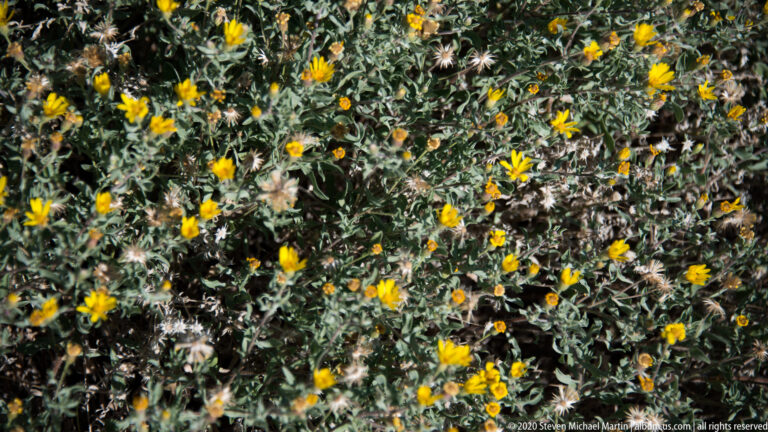 Small yellow blossoms and buds cover a dense shrub with silvery gray-green leaves.