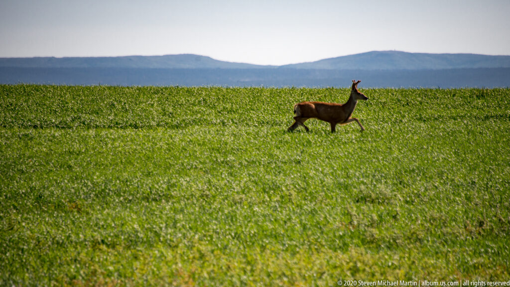 A lone deer walks across a green field below a tree line and distant blue-gray ridge.