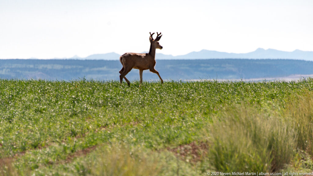 A deer walks through tall green grass, its raised head outlined against distant blue mountains.