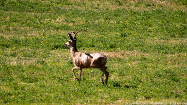 A deer stands alert in green grass, body angled away and head turned toward the camera.