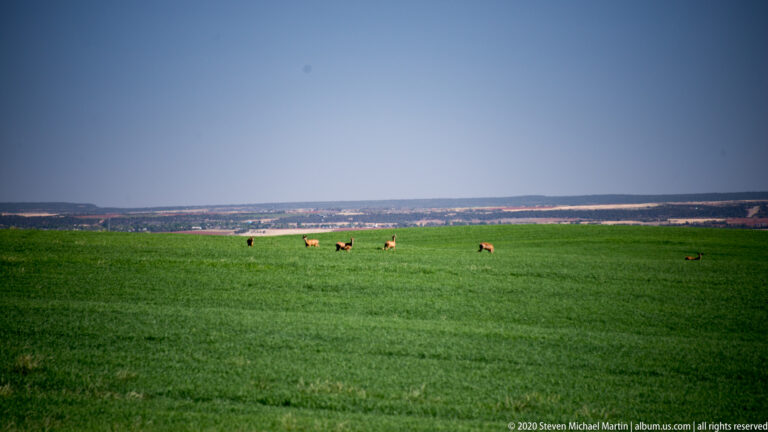 Several deer graze across a wide green field beneath a pale distant horizon and clear sky.