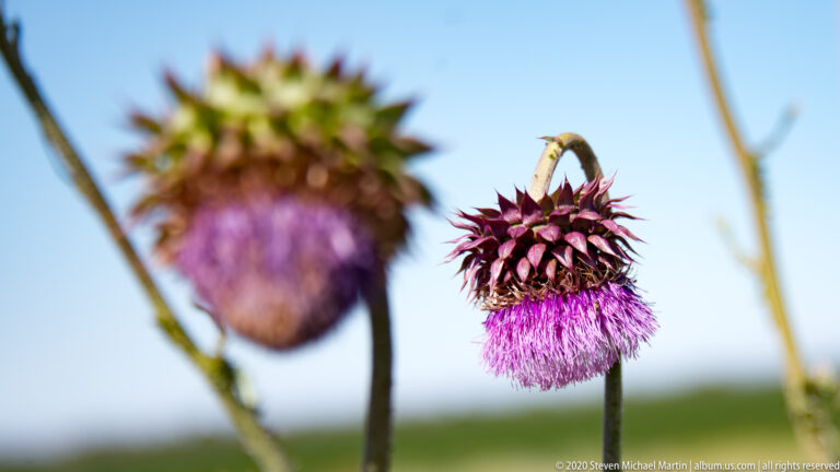 A purple thistle flower with pointed bracts is in focus beside a blurred bloom against blue sky.