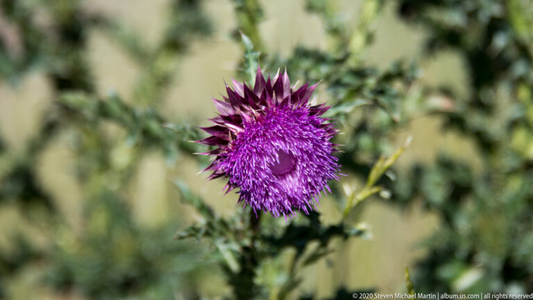 A purple thistle bloom with pointed bracts stands in focus against blurred grasses and foliage.