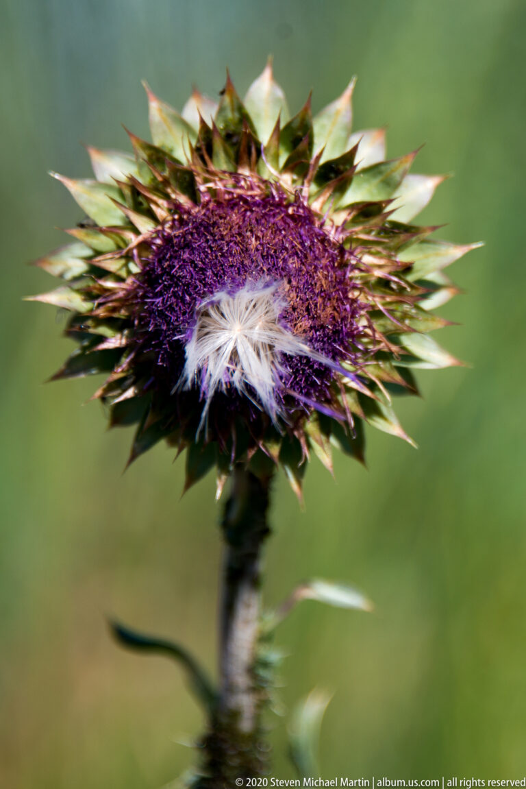 A close thistle head shows purple florets, radiating spiny bracts, and a tuft of pale seeds.