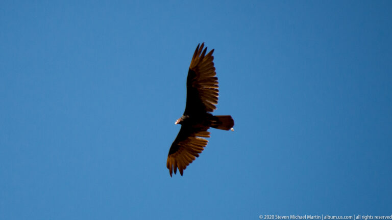 A large dark bird with broad fingered wings glides across a clear blue sky.