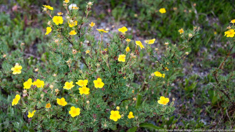 Yellow five-petaled flowers and buds rise among fine green leaves against a softly blurred background.