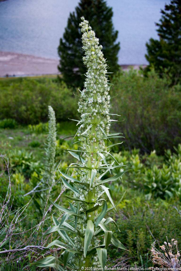 A tall pale flower spike rises above narrow leaves, with conifers and a distant valley blurred behind.