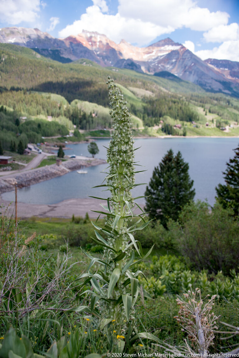 A pale flower stalk rises in front of a lake and wooded slopes beneath distant mountains.