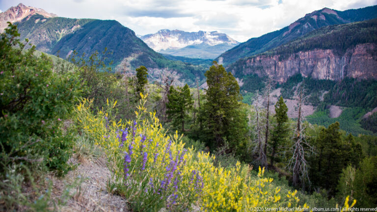 Yellow and purple wildflowers frame a forested valley beneath a distant pale mountain summit.