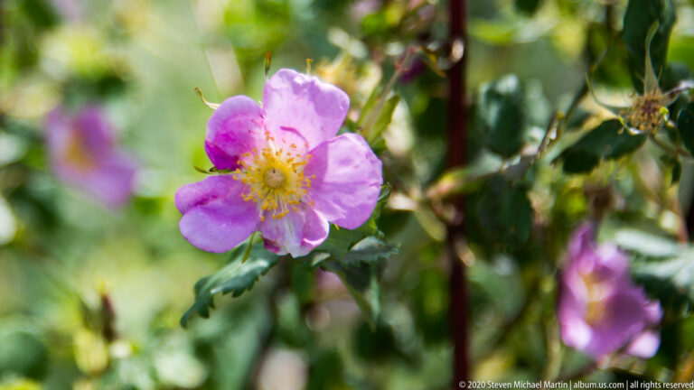 A pink five-petaled flower with yellow stamens stands among green leaves and buds.