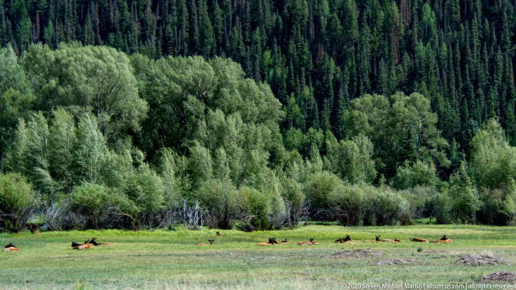 A herd of elk rests in a green meadow below dense trees, with several heads raised.