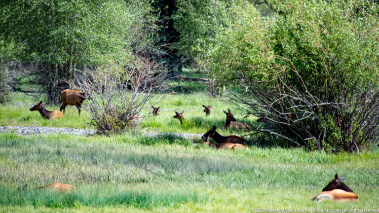 Elk rest and graze among shrubs in a wooded meadow, partly screened by branches.