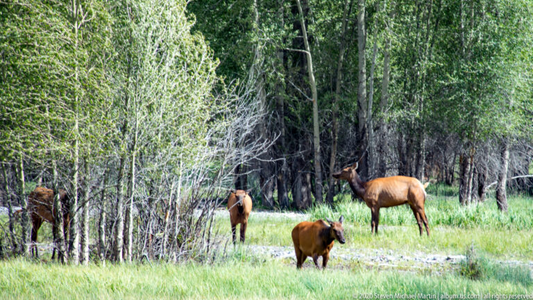 Three elk stand in a grassy clearing among pale trunks and dense woodland foliage.