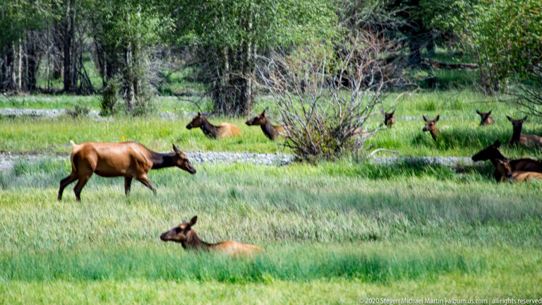One elk walks across a clearing as other elk rest behind a shrub near the forest.