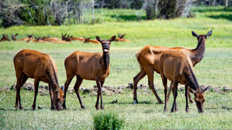 Several elk graze in a meadow while one faces the camera and others rest behind them.