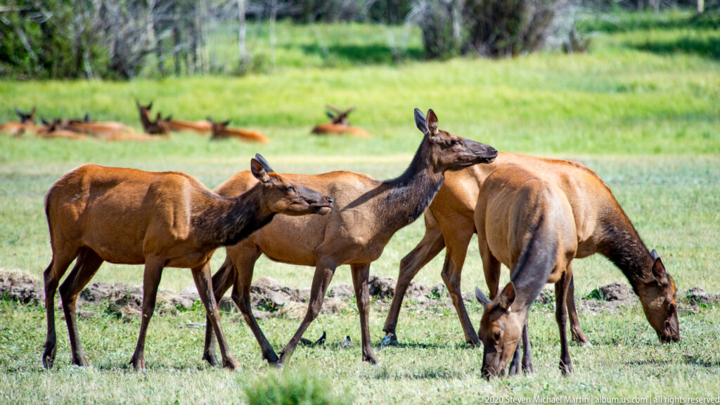 Several deer graze together in a green meadow, with additional animals farther behind.